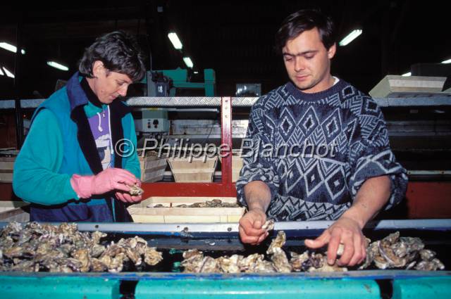 huitre oleron 19.JPG - Triage et calibrage des huîtres sur tapisMarennes Oléron, France